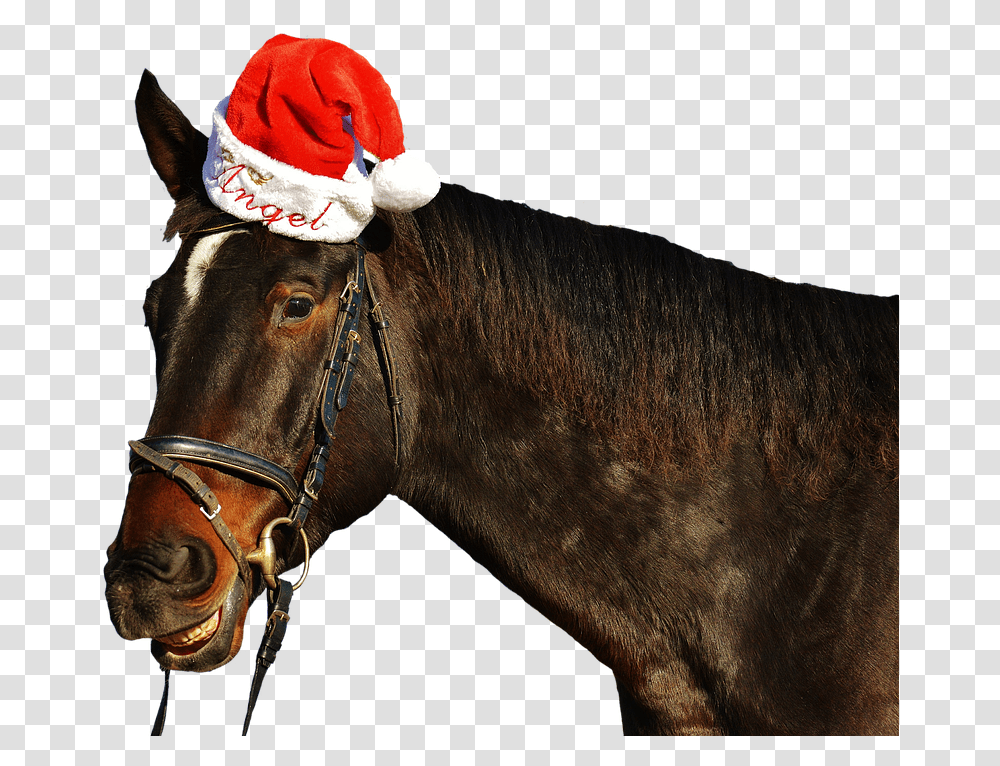 Horse Laugh Grin Christmas Santa Hat Funny Cute Funny Christmas Horse, Mammal, Animal, Colt Horse, Stallion Transparent Png