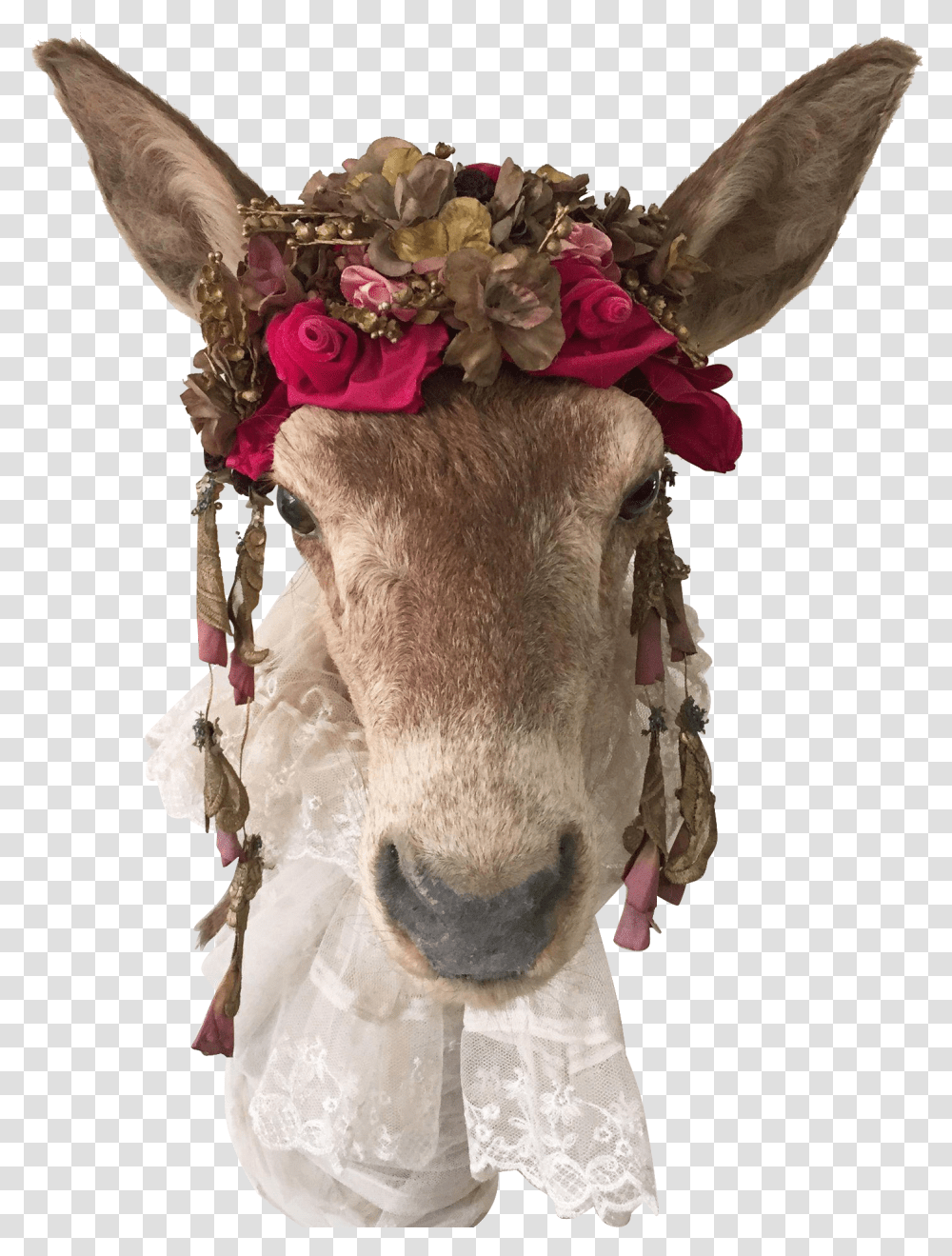 Horse Livestock Donkey Animal Mammal Deer Head Donkey Ear, Plant, Flower, Flower Bouquet, Flower Arrangement Transparent Png