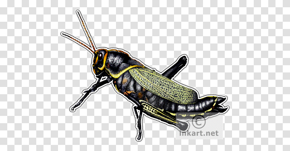 Horse Lubber Grasshopper Decal Grasshopper, Insect, Invertebrate, Animal, Grasshoper Transparent Png