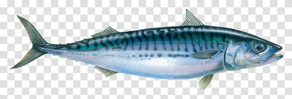 Horse Mackerel Fish, Herring, Sea Life, Animal, Sardine Transparent Png