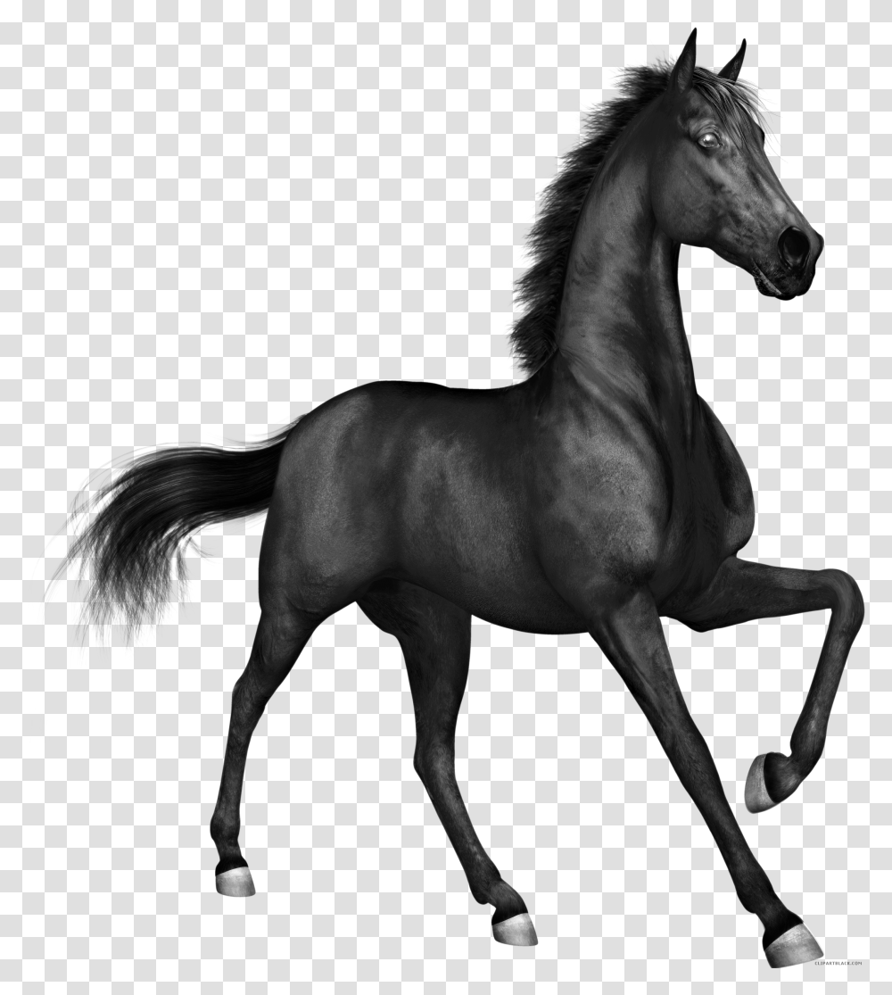 Horse, Mammal, Animal, Colt Horse, Foal Transparent Png