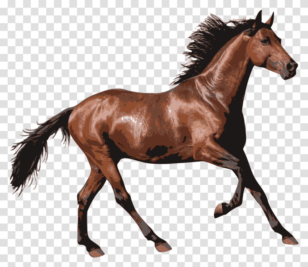 Horse, Mammal, Animal, Colt Horse, Foal Transparent Png