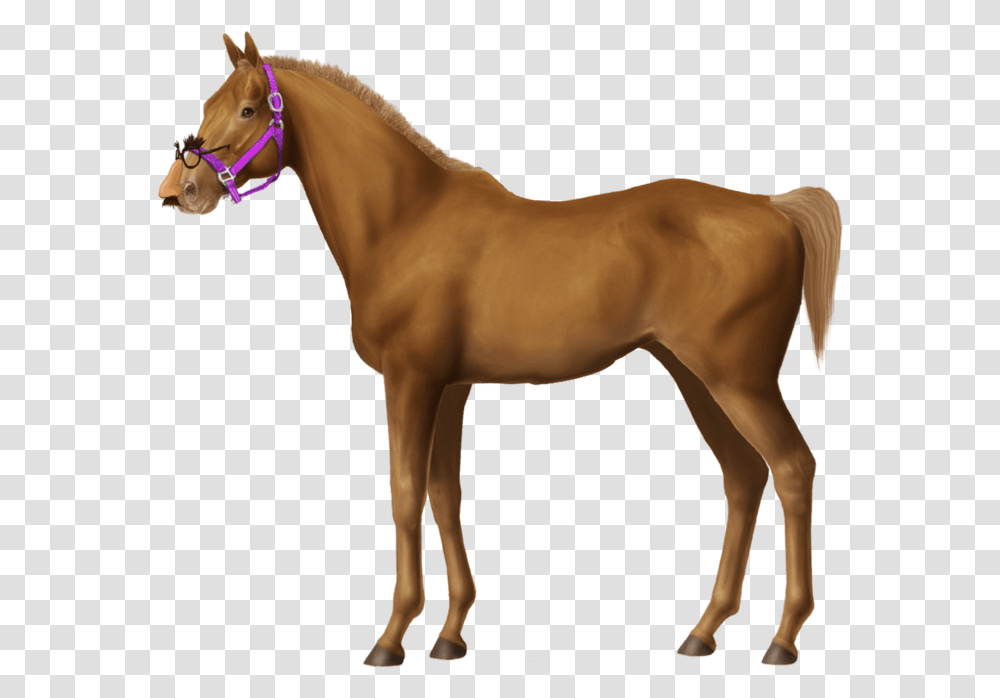 Horse, Mammal, Animal, Colt Horse, Foal Transparent Png