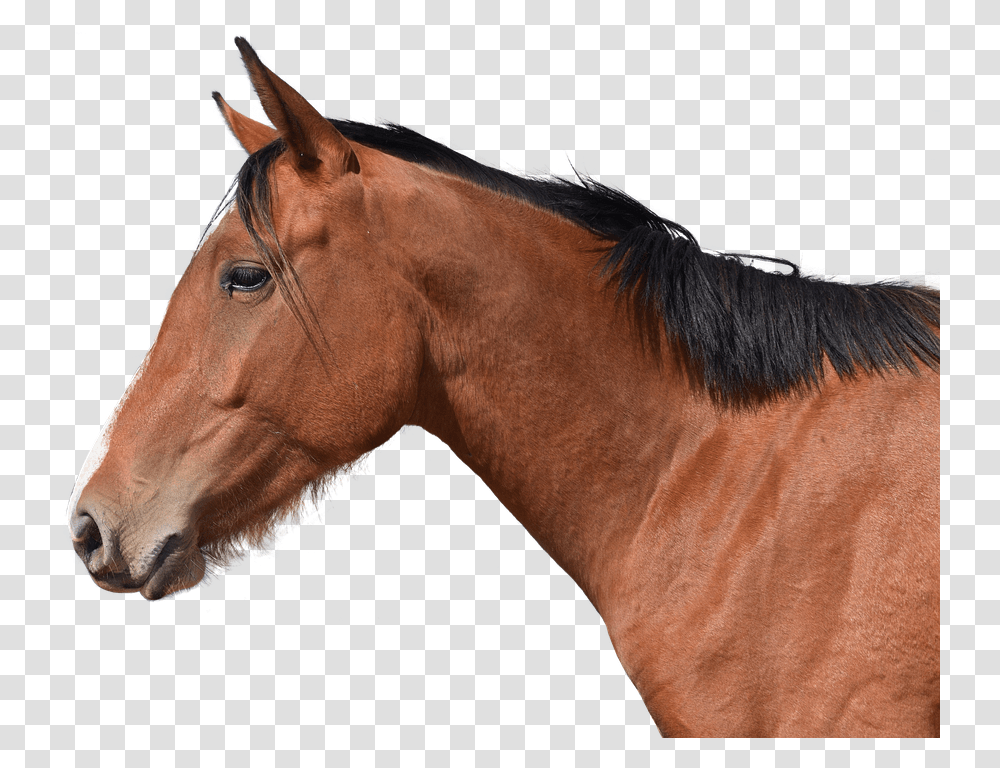 Horse, Mammal, Animal, Colt Horse, Stallion Transparent Png