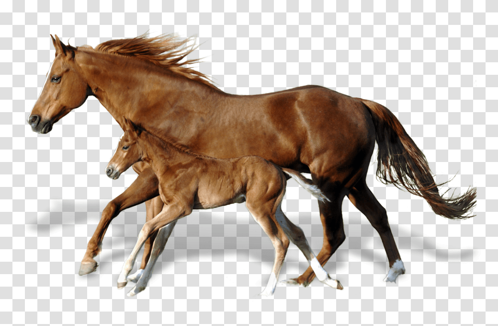Horse, Mammal, Animal, Foal, Colt Horse Transparent Png