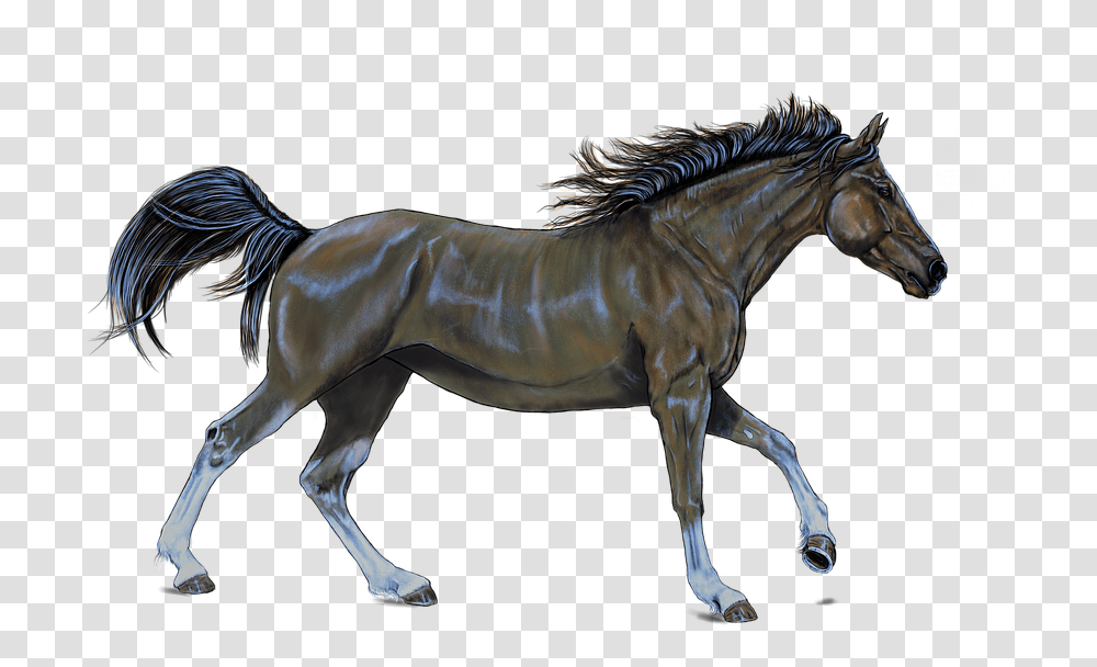 Horse, Mammal, Animal, Foal, Colt Horse Transparent Png