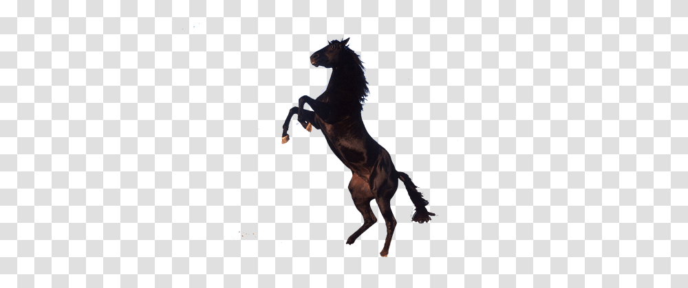 Horse, Mammal, Animal, Stallion, Andalusian Horse Transparent Png