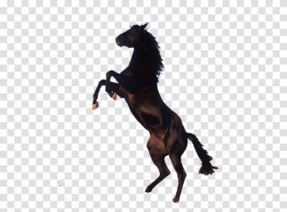 Horse, Mammal, Animal, Stallion, Colt Horse Transparent Png