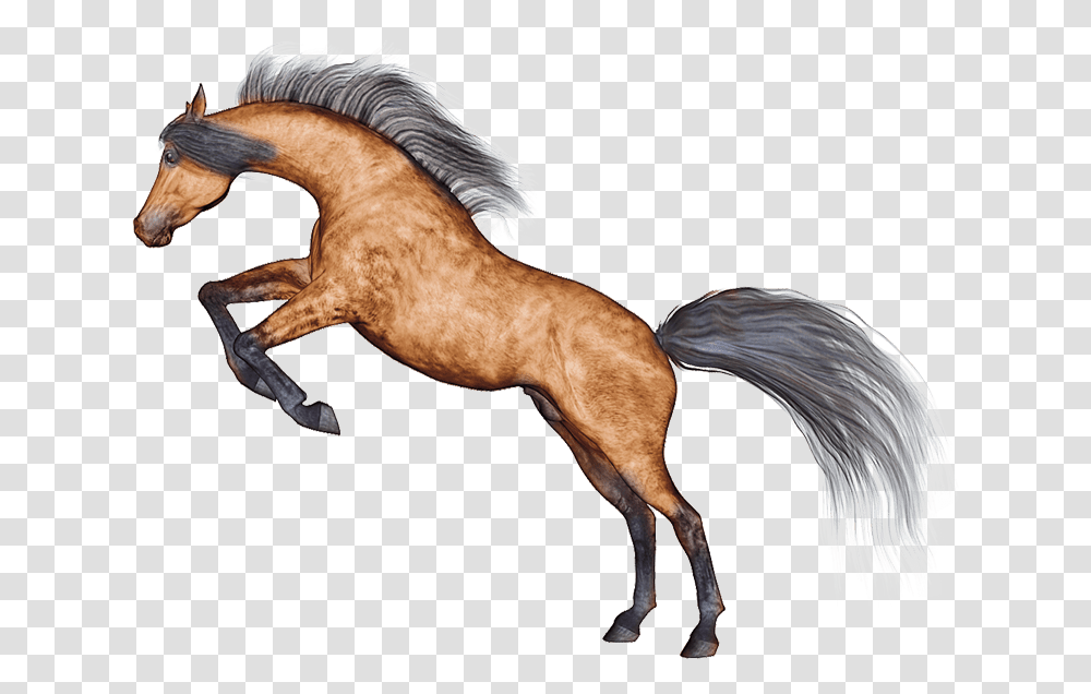 Horse, Mammal, Animal, Stallion Transparent Png