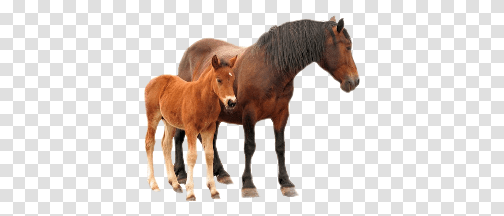 Horse Mare Foal Horse With Colt, Mammal, Animal Transparent Png