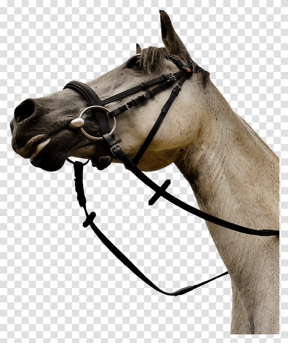 Horse Mold Pony Low Angle Shot Funny Cute Horse Head Low Angle, Mammal, Animal, Colt Horse, Stallion Transparent Png