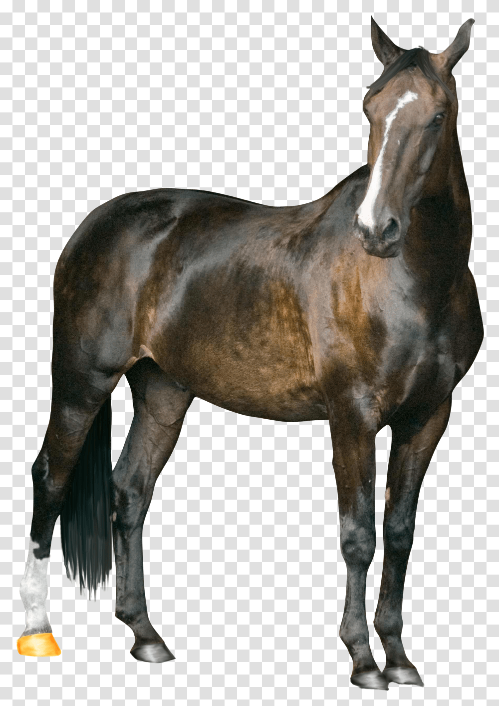 Horse New Pic Of Riyaz, Mammal, Animal, Colt Horse, Stallion Transparent Png