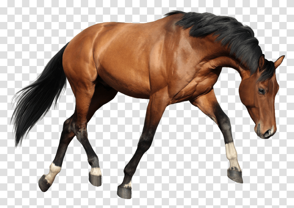 Horse Oils For Massage, Mammal, Animal, Stallion, Colt Horse Transparent Png