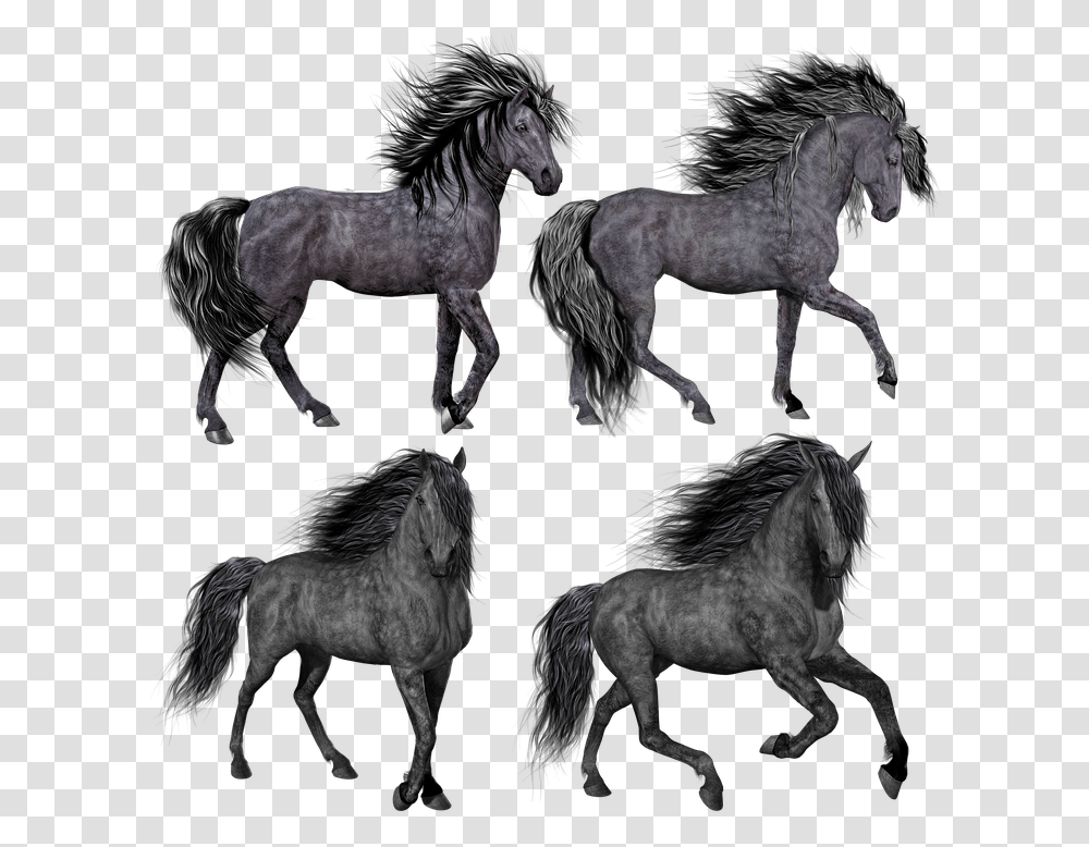 Horse Pony Mare Stallion Isolated Black Grey Hair Horse, Mammal, Animal, Andalusian Horse, Foal Transparent Png