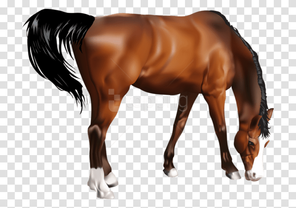Horse Portable Network Graphics, Colt Horse, Mammal, Animal, Person Transparent Png