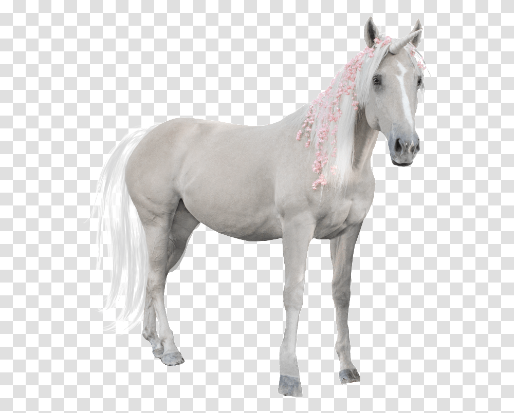 Horse Portable Network Graphics, Mammal, Animal, Stallion, Andalusian Horse Transparent Png