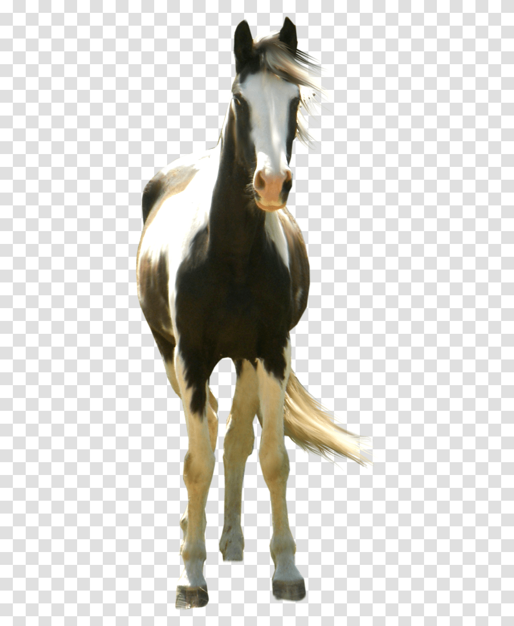 Horse Precut Free Paint Horse No Background, Mammal, Animal, Waterfowl, Bird Transparent Png