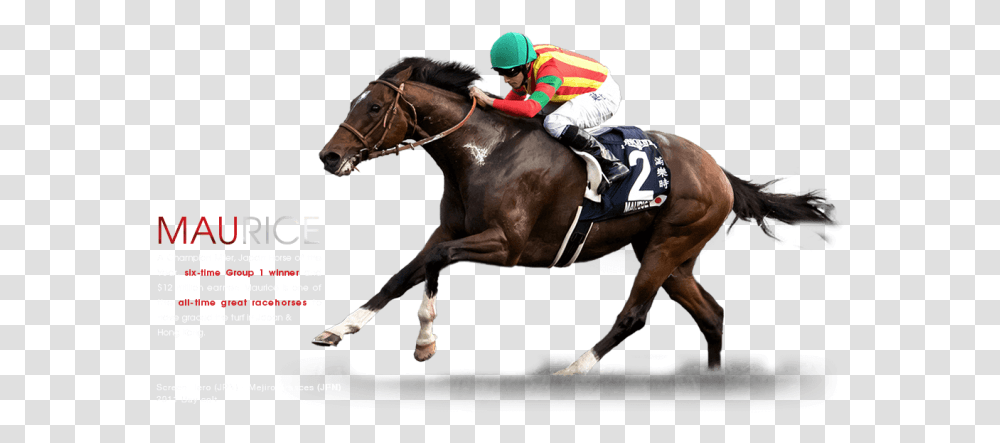 Horse Race Clip Free Bridle, Mammal, Animal, Person, Human Transparent Png