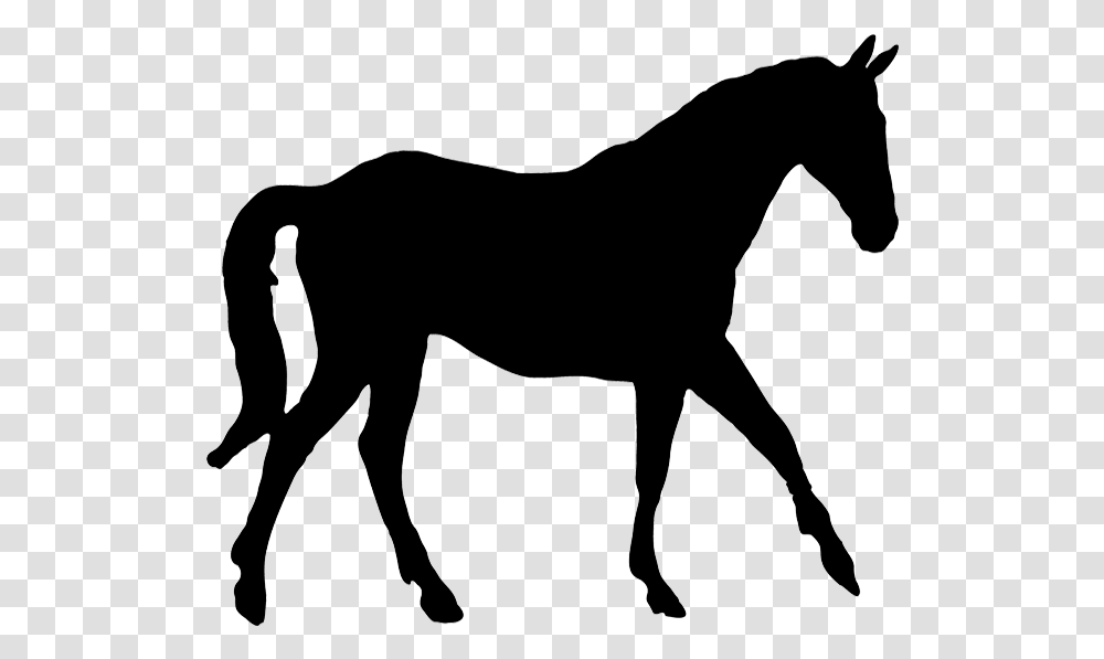 Horse Silhouette, Mammal, Animal, Colt Horse, Foal Transparent Png