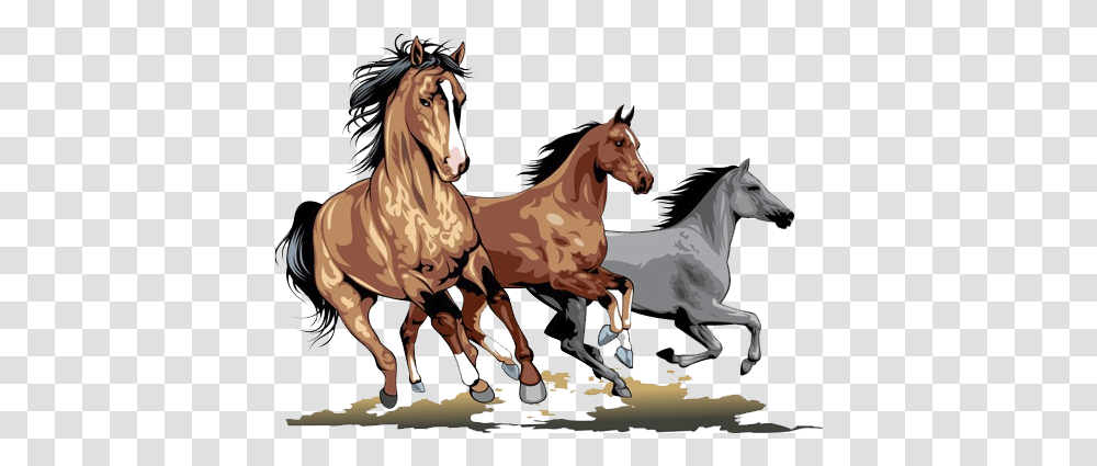 Horse Stallion Clip Art Running Horse, Mammal, Animal, Colt Horse, Person Transparent Png