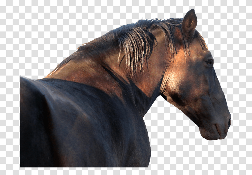 Horse Stallion Profile Garanho, Mammal, Animal, Colt Horse, Andalusian Horse Transparent Png