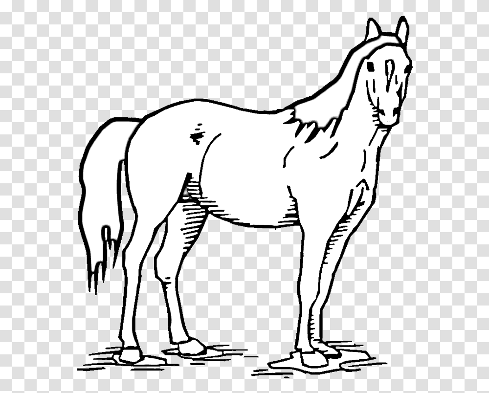 Horse Standing Coloring Pages, Mammal, Animal, Foal, Wildlife Transparent Png