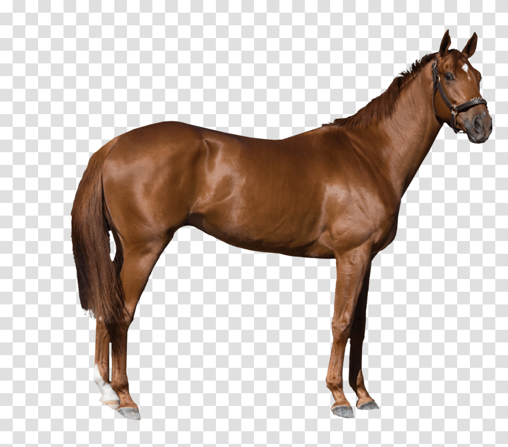 Horse Stock Photography Royalty Free Free Images Horse, Mammal, Animal, Colt Horse, Stallion Transparent Png