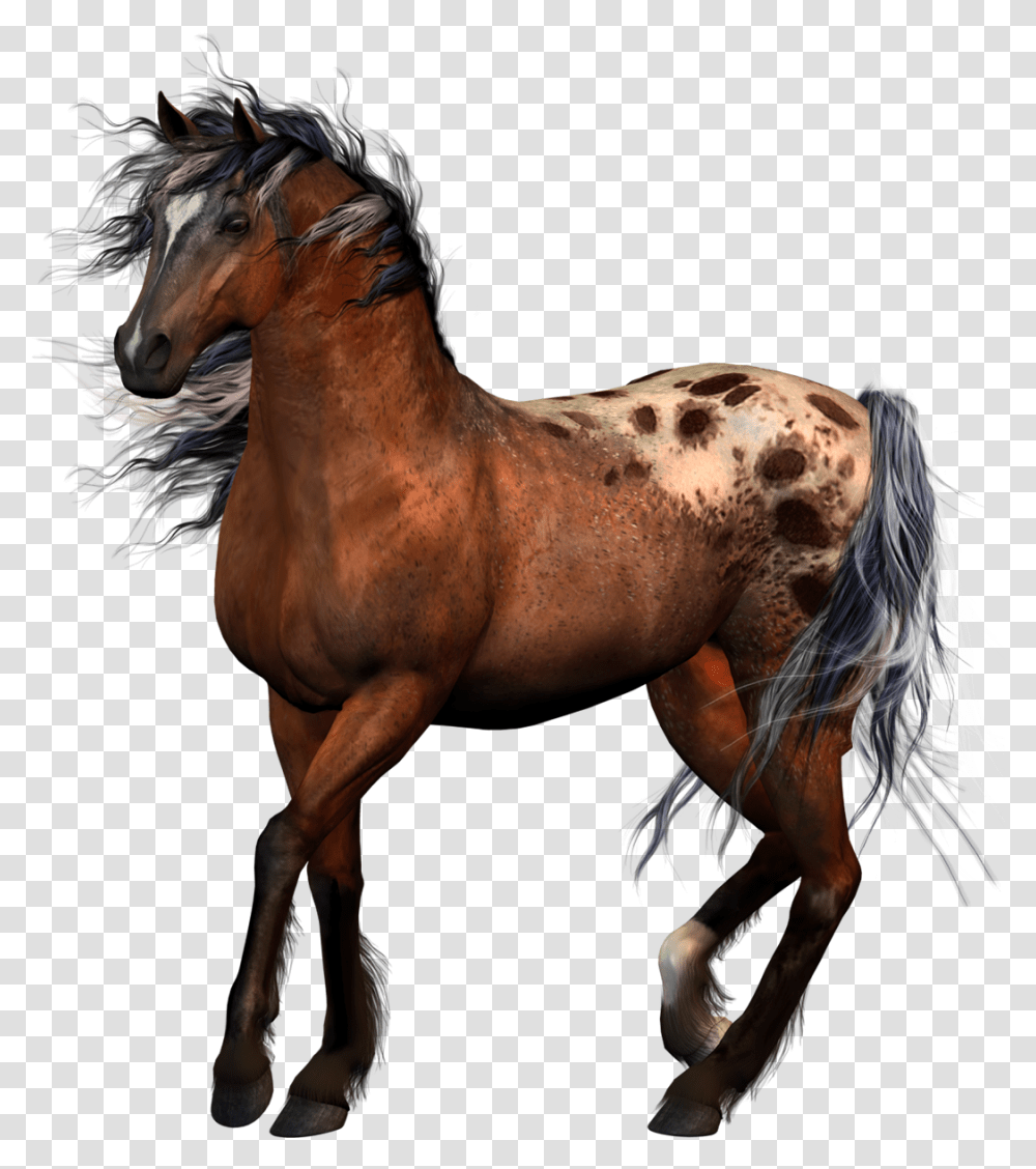 Horse Tack Equestrian Western Riding Horse Riders No Background, Mammal, Animal, Stallion, Colt Horse Transparent Png
