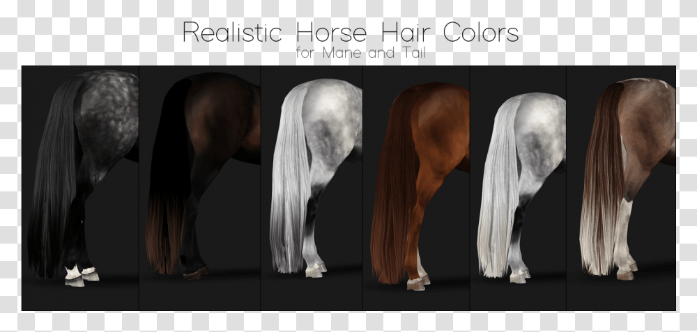 Horse Tail Stallion, Bird, Animal, Mammal, Colt Horse Transparent Png