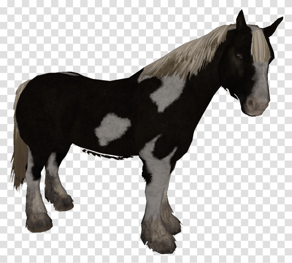 Horse Types Skyrim, Mammal, Animal, Colt Horse, Stallion Transparent Png