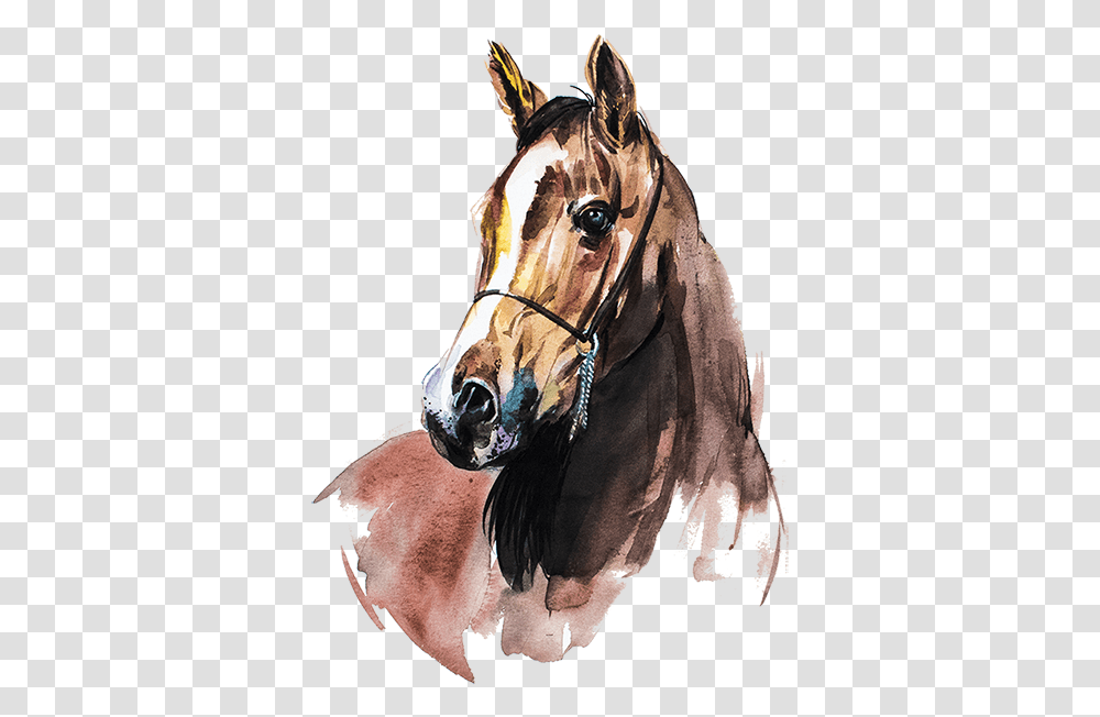 Horse Watercolor Painting, Mammal, Animal, Colt Horse, Stallion Transparent Png