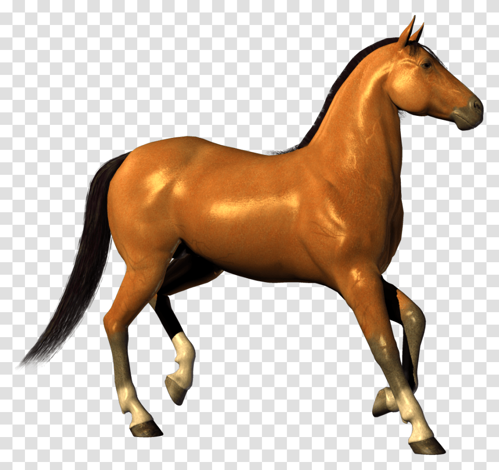 Horse White Background Hd, Colt Horse, Mammal, Animal, Foal Transparent Png