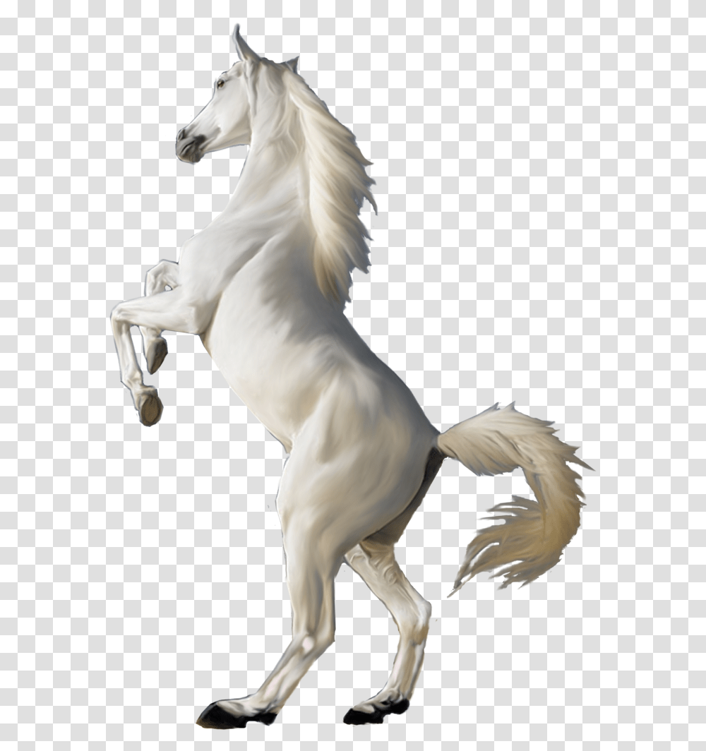 Horse White Background White Horse, Mammal, Animal, Bird, Stallion Transparent Png
