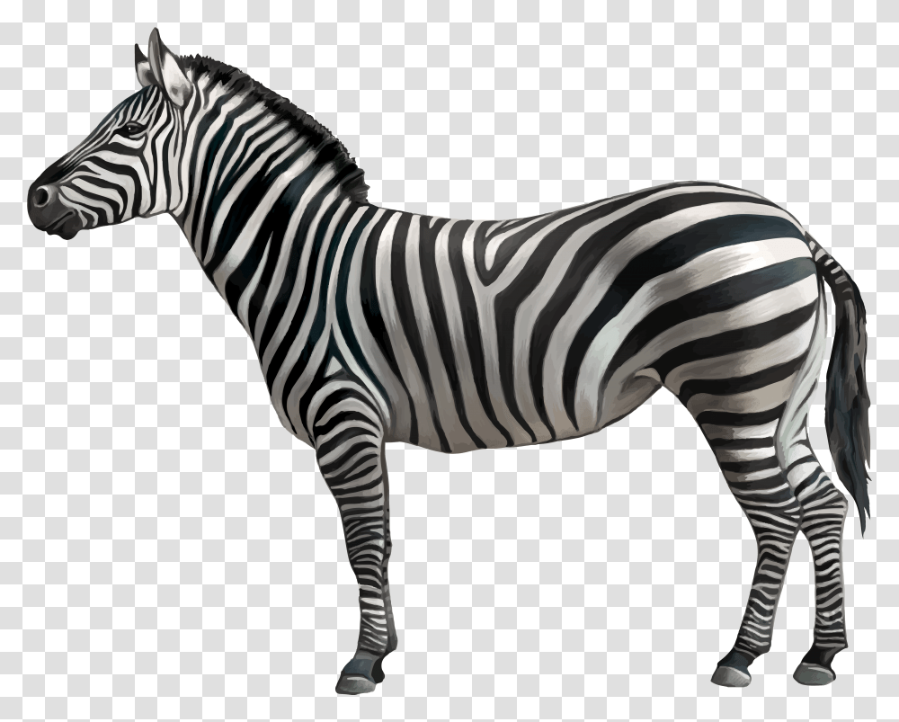Horse Zebra Clip Art Zebra With White Background, Wildlife, Mammal, Animal Transparent Png