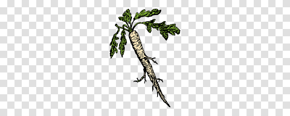 Horseradish Nature, Plant, Word Transparent Png