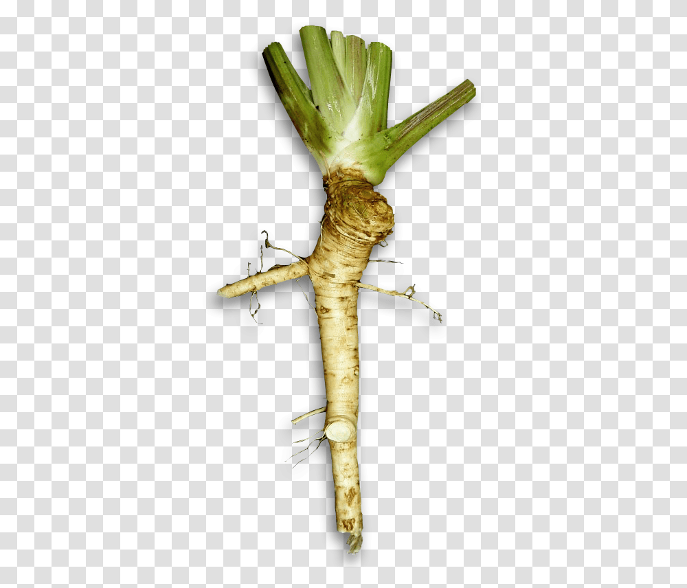 Horseradish, Vegetable, Plant, Produce, Food Transparent Png