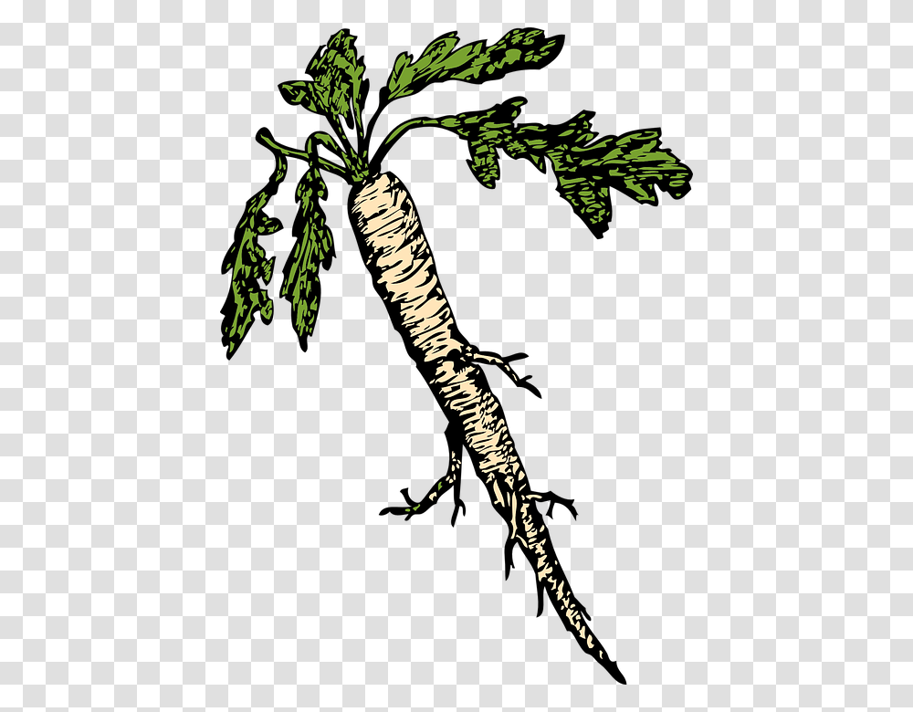 Horseradish, Vegetable, Plant, Bird Transparent Png