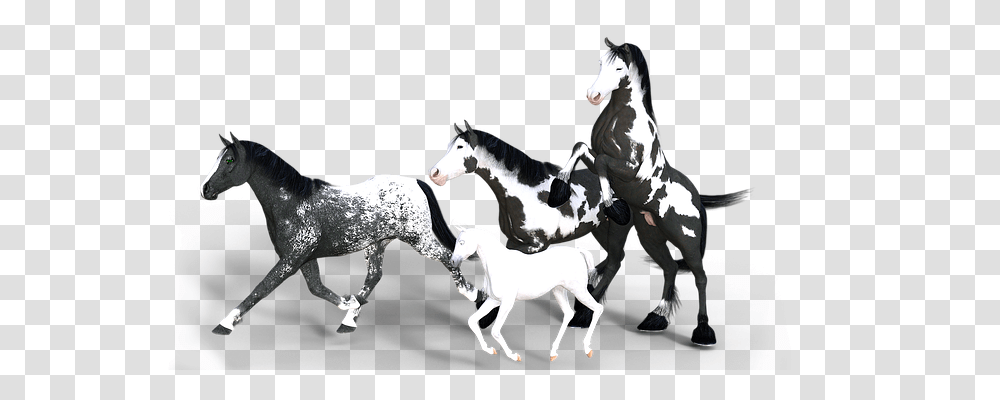 Horses Nature, Mammal, Animal, Andalusian Horse Transparent Png