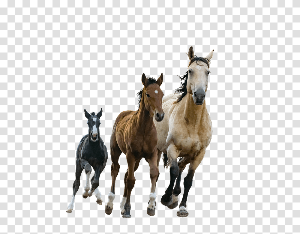 Horses 960, Animals, Mammal, Foal, Colt Horse Transparent Png