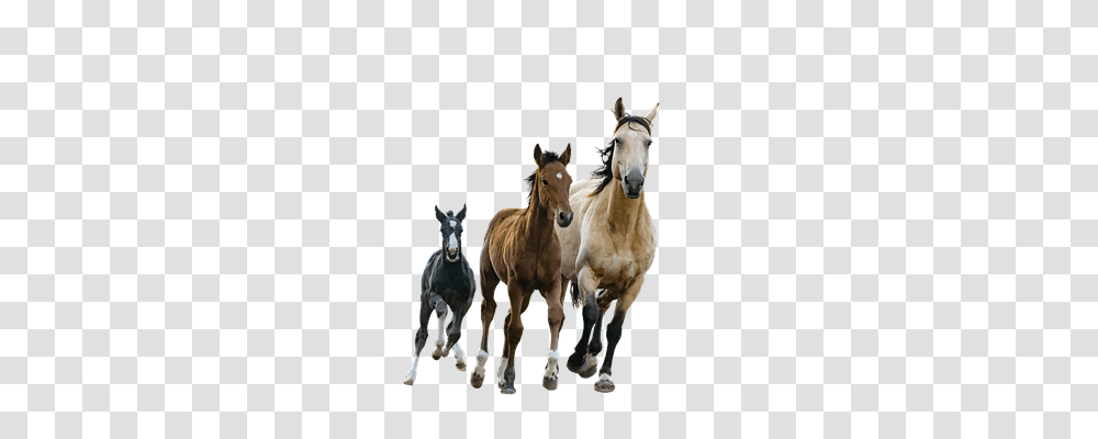 Horses Animals, Mammal, Foal, Colt Horse Transparent Png