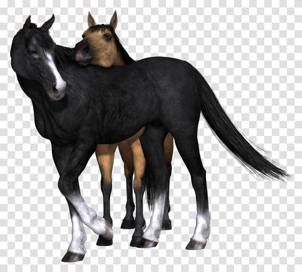 Horses Black Horse Looking Back Brown And Black Horse, Foal, Mammal, Animal, Antelope Transparent Png