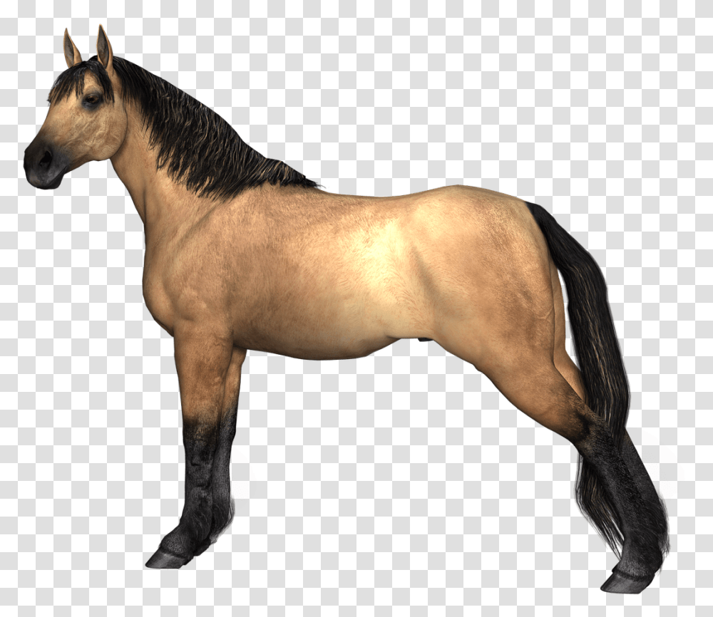 Horses Brown Horse Hind Legs Stretched Horse Legs, Mammal, Animal, Colt Horse, Stallion Transparent Png