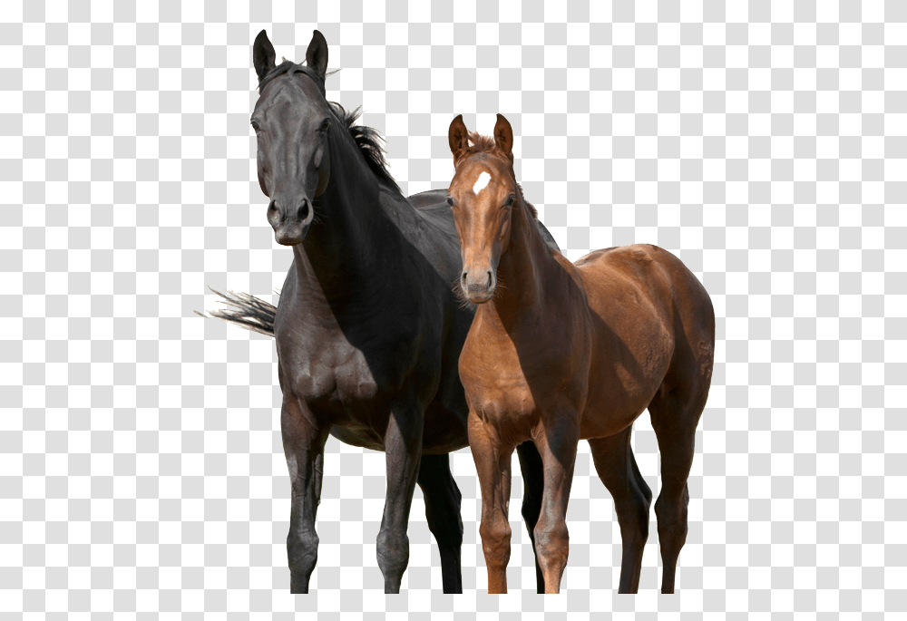 Horses, Mammal, Animal, Colt Horse, Stallion Transparent Png