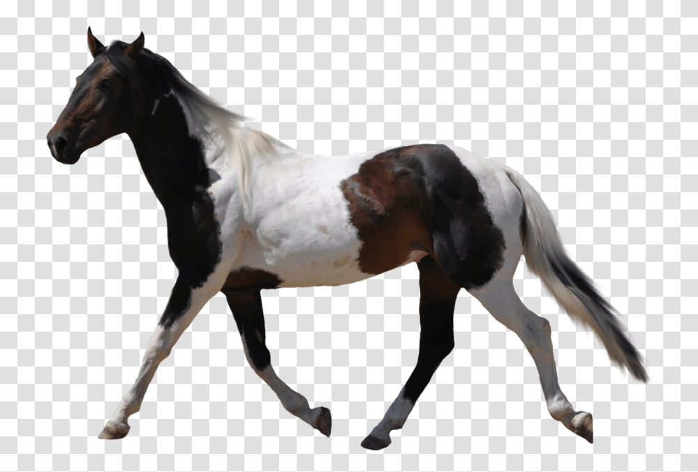 Horses With No Background, Mammal, Animal, Spoke, Machine Transparent Png