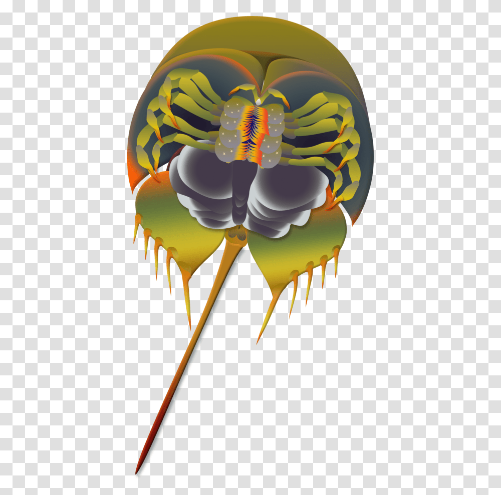 Horseshoe Crab Flattened Download Illustration, Animal, Wasp, Bee, Insect Transparent Png