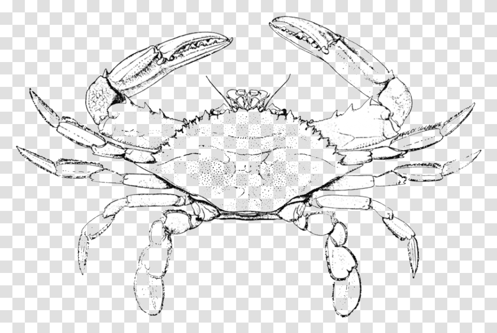 Horseshoe Crab Pencil And In Color Crab Clipart Easy Blue Crab Coloring Pages, Food, Seafood, Sea Life, Animal Transparent Png