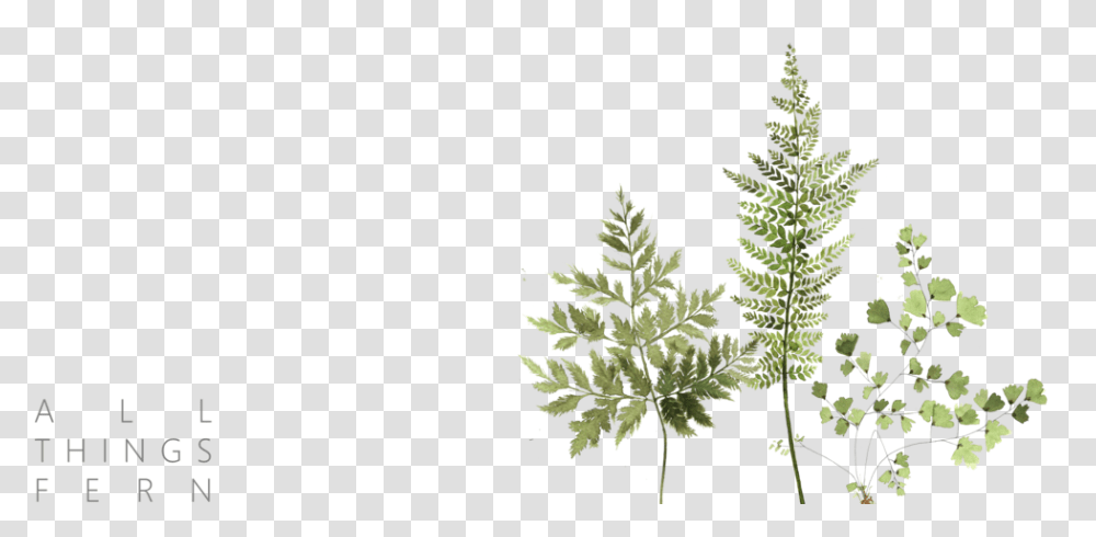 Horsetail, Tree, Plant, Ornament, Fir Transparent Png