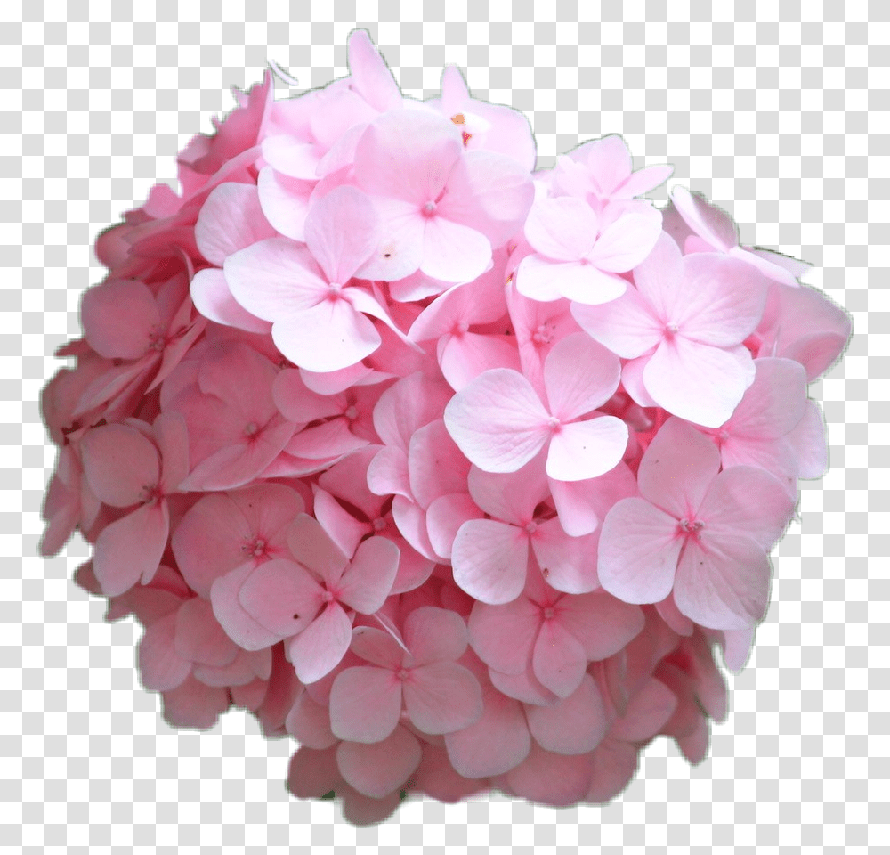 Hortensia Hydrangea Rosa Pink Flower Hydrangea Serrata, Geranium, Plant, Blossom, Rose Transparent Png