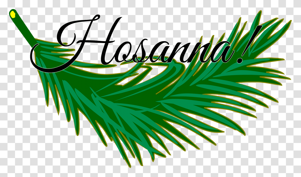 Hosanna In The Highest, Plant, Palm Tree, Arecaceae Transparent Png