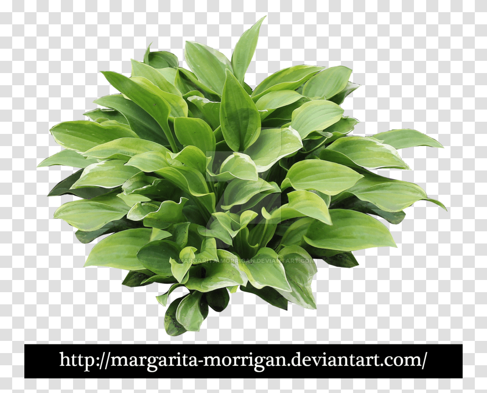 Hosta, Plant, Leaf, Potted Plant, Vase Transparent Png